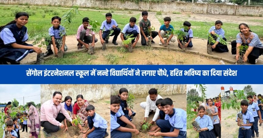 tree-plantation